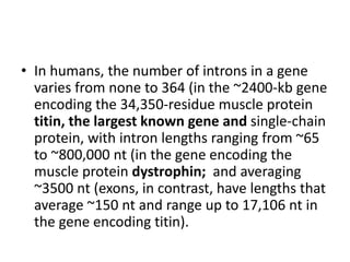 • In humans, the number of introns in a gene 
varies from none to 364 (in the ~2400-kb gene 
encoding the 34,350-residue muscle protein 
titin, the largest known gene and single-chain 
protein, with intron lengths ranging from ~65 
to ~800,000 nt (in the gene encoding the 
muscle protein dystrophin; and averaging 
~3500 nt (exons, in contrast, have lengths that 
average ~150 nt and range up to 17,106 nt in 
the gene encoding titin). 
 