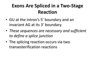 Exons Are Spliced in a Two-Stage 
Reaction 
• GU at the intron’s 5’ boundary and an 
invariant AG at its 3’ boundary. 
• These sequences are necessary and sufficient 
to define a splice junction 
• The splicing reaction occurs via two 
transesterification reactions 
 