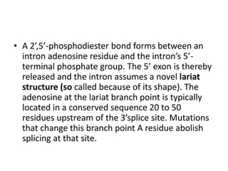 • A 2’,5’-phosphodiester bond forms between an 
intron adenosine residue and the intron’s 5’- 
terminal phosphate group. The 5’ exon is thereby 
released and the intron assumes a novel lariat 
structure (so called because of its shape). The 
adenosine at the lariat branch point is typically 
located in a conserved sequence 20 to 50 
residues upstream of the 3’splice site. Mutations 
that change this branch point A residue abolish 
splicing at that site. 
 