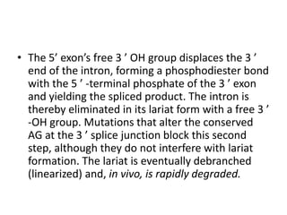 • The 5’ exon’s free 3 ’ OH group displaces the 3 ’ 
end of the intron, forming a phosphodiester bond 
with the 5 ’ -terminal phosphate of the 3 ’ exon 
and yielding the spliced product. The intron is 
thereby eliminated in its lariat form with a free 3 ’ 
-OH group. Mutations that alter the conserved 
AG at the 3 ’ splice junction block this second 
step, although they do not interfere with lariat 
formation. The lariat is eventually debranched 
(linearized) and, in vivo, is rapidly degraded. 
 