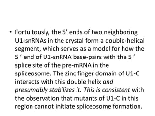 • Fortuitously, the 5’ ends of two neighboring 
U1-snRNAs in the crystal form a double-helical 
segment, which serves as a model for how the 
5 ’ end of U1-snRNA base-pairs with the 5 ’ 
splice site of the pre-mRNA in the 
spliceosome. The zinc finger domain of U1-C 
interacts with this double helix and 
presumably stabilizes it. This is consistent with 
the observation that mutants of U1-C in this 
region cannot initiate spliceosome formation. 
 