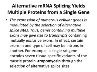 Alternative mRNA Splicing Yields 
Multiple Proteins from a Single Gene 
• The expression of numerous cellular genes is 
modulated by the selection of alternative 
splice sites. Thus, genes containing multiple 
exons may give rise to transcripts containing 
mutually exclusive exons. In effect, certain 
exons in one type of cell may be introns in 
another. For example, a single rat gene 
encodes seven tissue-specific variants of the 
muscle protein -tropomyosin through the 
selection of alternative splice sites 
 