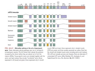 POST TRANSCRIPTIONAL MODIFICATIONS IN EUKARYOTES
