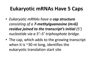 Eukaryotic mRNAs Have 5 Caps 
• Eukaryotic mRNAs have a cap structure 
consisting of a 7-methylguanosine (m7G) 
residue joined to the transcript’s initial (5’) 
nucleotide via a 5’–5’ triphosphate bridge. 
• The cap, which adds to the growing transcript 
when it is ~30 nt long, identifies the 
eukaryotic translation start site 
 