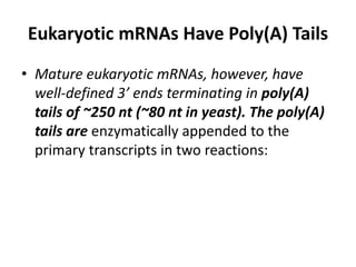 Eukaryotic mRNAs Have Poly(A) Tails 
• Mature eukaryotic mRNAs, however, have 
well-defined 3’ ends terminating in poly(A) 
tails of ~250 nt (~80 nt in yeast). The poly(A) 
tails are enzymatically appended to the 
primary transcripts in two reactions: 
 