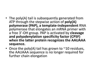 • The poly(A) tail is subsequently generated from 
ATP through the stepwise action of poly(A) 
polymerase (PAP), a template-independent RNA 
polymerase that elongates an mRNA primer with 
a free 3’-OH group. PAP is activated by cleavage 
and polyadenylation specificity factor (CPSF) 
when the latter protein recognizes the AAUAAA 
sequence. 
• Once the poly(A) tail has grown to ~10 residues, 
the AAUAAA sequence is no longer required for 
further chain elongation 
 