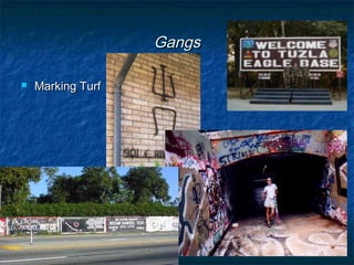 GangsGangs
 Marking TurfMarking Turf
 