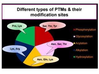 Post translational modification of proteins | PDF