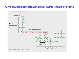 Post translational modification of proteins | PDF