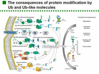 Post translational modification of proteins | PDF