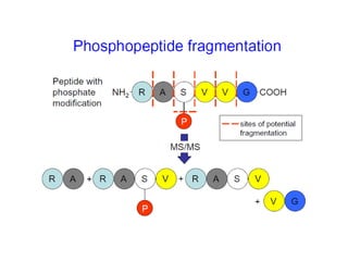 Post translational modification of proteins | PDF