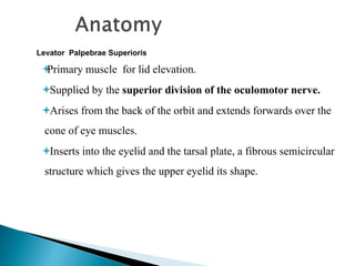 Levator Palpebrae Superioris
Primary muscle for lid elevation.
Supplied by the superior division of the oculomotor nerve.
Arises from the back of the orbit and extends forwards over the
cone of eye muscles.
Inserts into the eyelid and the tarsal plate, a fibrous semicircular
structure which gives the upper eyelid its shape.
 