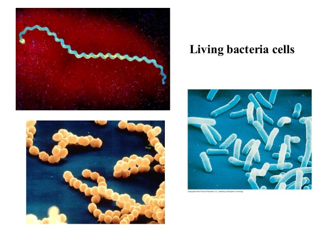 Cellular life