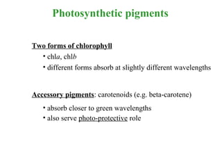 Respiration and photosynthesis | PPT