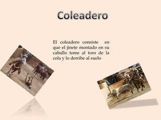 El coleadero consiste en
que el jinete montado en su
caballo tome al toro de la
cola y lo derribe al suelo
 