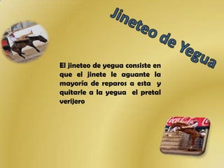 El jineteo de yegua consiste en
que el jinete le aguante la
mayoría de reparos a esta y
quitarle a la yegua el pretal
verijero
 