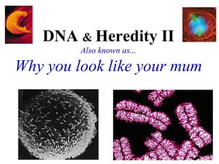DNA & Heredity II
Also known as...
Why you look like your mum
 