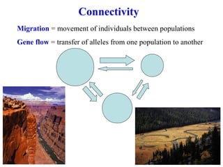 Migration = movement of individuals between populations
Gene flow = transfer of alleles from one population to another
Connectivity
 