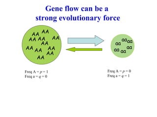 AA
aa
AAAA AA
AAAA aaAA
AA
AA
aaaa
AA
aa
AA
aa
Freq A = p = 1
Freq a = q = 0
Freq A = p = 0
Freq a = q = 1
Gene flow can be a
strong evolutionary force
 