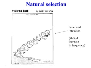 Natural selection
beneficial
mutation
(should
increase
in frequency)
 