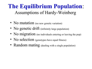 The Equilibrium Population:
Assumptions of Hardy-Weinberg
• No mutation (no new genetic variation)
• No genetic drift (infinitely large population)
• No migration (no individuals entering or leaving the pop)
• No selection (genotypes have equal fitness)
• Random mating (dealing with a single population)
 