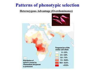 Patterns of phenotypic selection
Heterozygous Advantage (Overdominance)
 