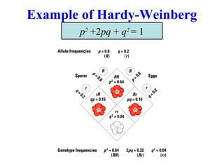 Example of Hardy-Weinberg
p2
+2pq + q2
= 1
 