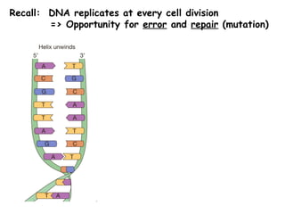 Recall: DNA replicates at every cell division
=> Opportunity for error and repair (mutation)
 