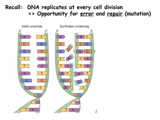 Recall: DNA replicates at every cell division
=> Opportunity for error and repair (mutation)
 
