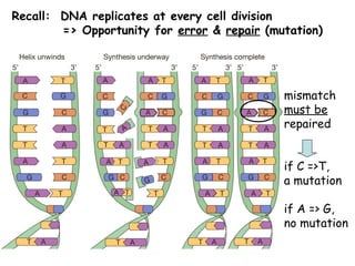 Recall: DNA replicates at every cell division
=> Opportunity for error & repair (mutation)
mismatch
must be
repaired
if C =>T,
a mutation
if A => G,
no mutation
 
