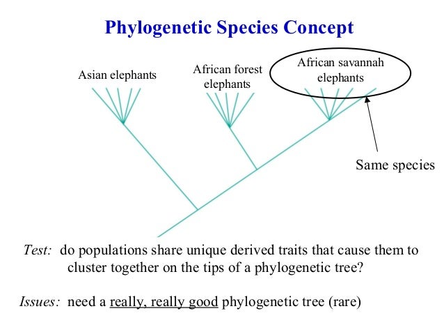 definition of phylogenetic species concept in biology
