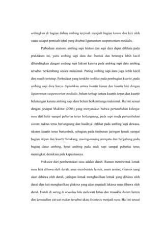 sedangkan di bagian dalam ambing terpisah menjadi bagian kanan dan kiri oleh

suatu selaput pemisah tebal yang disebut ligamentum suspensorium medialis.

       Perbedaan anatomi ambing sapi laktasi dan sapi dara dapat dilihata pada

praktikum ini, yaitu ambing sapi dara dari bentuk dan beratnya lebih kecil

dibandingkan dengan ambing sapi laktasi karena pada ambing sapi dara ambing

tersebut berkembang secara maksimal. Puting ambing sapi dara juga lebih kecil

dan masih tertutup. Perbedaan yang terakhir terlihat pada pembagian kuartir, pada

ambing sapi dara hanya dipisahkan antara kuartir kanan dan kuartir kiri dengan

ligamentum suspensorium medialis, belum terbagi antara kuartir depan dan kuartir

belakangan karena ambing sapi dara belum berkembanga maksimal. Hal ini sesuai

dengan pedapat Mukhtar (2006) yang menyatakan bahwa pertumbuhan kelenjar

susu dari lahir sampai pubertas terus berlangsung, pada sapi muda pertumbuhan

sistem duktus terus berlangsung dan hasilnya terlihat pada ambing sapi dewasa,

ukuran kuartir terus bertambah, sebagian pada timbunan jaringan lemak sampai

bagian depan dan kuartir belakang, masing-masing menyatu dan bergabung pada

bagian dasar ambing, berat ambing pada anak sapi sampai pubertas terus

meningkat, demikian pula kapasitasnya.

       Prekusor dari pembentukan susu adalah darah. Rumen membentuk lemak

susu lalu dibawa oleh darah, usus membentuk lemak, asam amino, vitamin yang

akan dibawa oleh darah, jaringan lemak menghasilkan lemak yang dibawa oleh

darah dan hati menghasilkan glukosa yang akan menjadi laktosa susu dibawa oleh

darah. Darah di saring di alveolus lalu melewati lobus dan masukke dalam lumen

dan kemuadian zat-zat makan tersebut akan disintesis menjadi susu. Hal ini sesuai
 