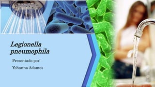 Legionella 
pneumophila 
Presentado por: 
Yohanna Adames 
 