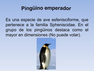 Es una especie de ave esfenisciforme, que
pertenece a la familia Spheniscidae. En el
grupo de los pingüinos destaca como el
mayor en dimensiones (No puede volar).
 