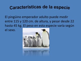 El pingüino emperador adulto puede medir
entre 115 y 120 cm. de altura, y pesar desde 22
hasta 45 kg. El peso en esta especie varía según
el sexo.
 