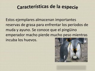 Estos ejemplares almacenan importantes
reservas de grasa para enfrentar los períodos de
muda y ayuno. Se conoce que el pingüino
emperador macho pierde mucho peso mientras
incuba los huevos.
 