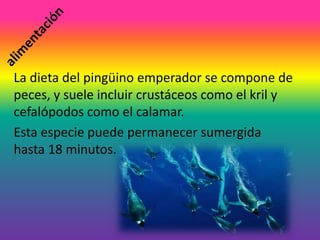 La dieta del pingüino emperador se compone de
peces, y suele incluir crustáceos como el kril y
cefalópodos como el calamar.
Esta especie puede permanecer sumergida
hasta 18 minutos.
 