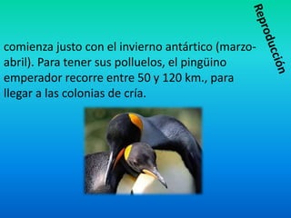 comienza justo con el invierno antártico (marzo-
abril). Para tener sus polluelos, el pingüino
emperador recorre entre 50 y 120 km., para
llegar a las colonias de cría.
 