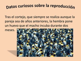 Tras el cortejo, que siempre se realiza aunque la
pareja sea de años anteriores, la hembra pone
un huevo que el macho incuba durante dos
meses.
 