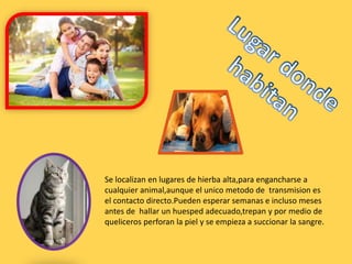 Se localizan en lugares de hierba alta,para engancharse a
cualquier animal,aunque el unico metodo de transmision es
el contacto directo.Pueden esperar semanas e incluso meses
antes de hallar un huesped adecuado,trepan y por medio de
queliceros perforan la piel y se empieza a succionar la sangre.
 