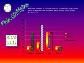 En el mundo existen más de 800 tipos de garrapatas , su ciclo biológico es de cuatro mil
huevos en 24hrs, de las cuales sus fases son larva de garrapata, ninfa de garrapata, y
garrapata adulta,
0
10
20
30
40
50
60
70
80
humanos Animales Casas Jardin
Larva
Ninfa
Garrapata
 
