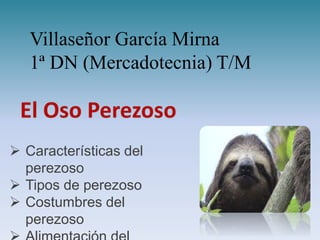  Características del
perezoso
 Tipos de perezoso
 Costumbres del
perezoso
Villaseñor García Mirna
1ª DN (Mercadotecnia) T/M
 