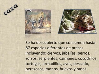Se ha descubierto que consumen hasta
87 especies diferentes de presas
incluyendo: ciervos, jabalíes, perros,
zorros, serpientes, caimanes, cocodrilos,
tortugas, armadillos, aves, pescado,
perezosos, monos, huevos y ranas.