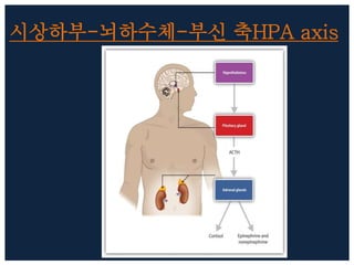 시상하부-뇌하수체-부신 축HPA axis
 