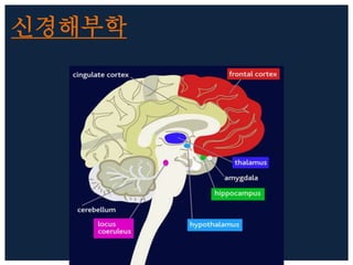 신경해부학
 