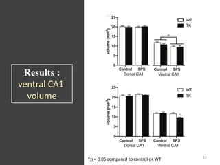 Results :
ventral CA1
volume
*p < 0.05 compared to control or WT 12
 