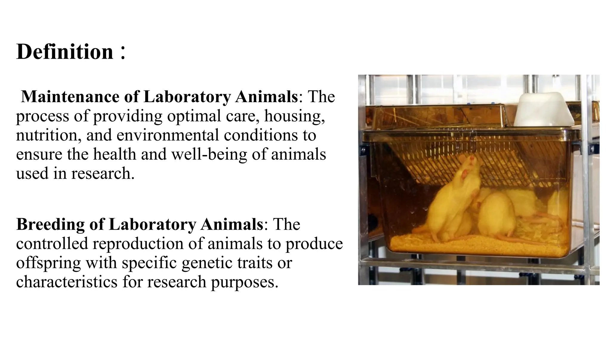 Maintenance and Breeding of Laboratory Animals | PPTX