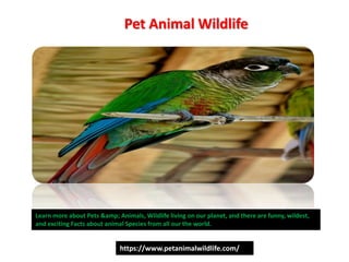 Pet Animal Wildlife
Learn more about Pets &amp; Animals, Wildlife living on our planet, and there are funny, wildest,
and exciting Facts about animal Species from all our the world.
https://www.petanimalwildlife.com/
 