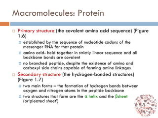 Macromolecules: Protein
 Primary structure (the covalent amino acid sequence) (Figure
1.6)
 established by the sequence of nucleotide codons of the
messenger RNA for that protein
 amino acid- held together in strictly linear sequence and all
backbone bonds are covalent
 no branched peptide, despite the existence of amino and
carboxyl side chains capable of forming amine linkages
 Secondary structure (the hydrogen-bonded structures)
(Figure 1.7)
 two main forms – the formation of hydrogen bonds between
oxygen and nitrogen atoms in the peptide backbone
 two structures that form are the α helix and the βsheet
(or‘pleated sheet’)
 