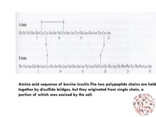 Amino acid sequence of bovine insulin.The two polypeptide chains are held
together by disulfide bridges, but they originated from single chain, a
portion of which was excised by the cell.
 